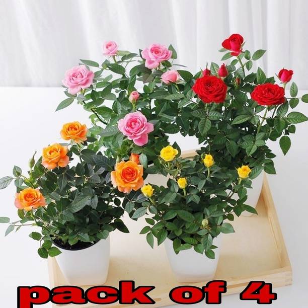SKDIYA Rose Plant