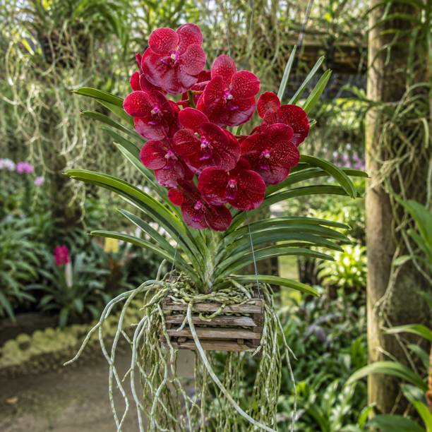 Adisgarden Orchid Plant
