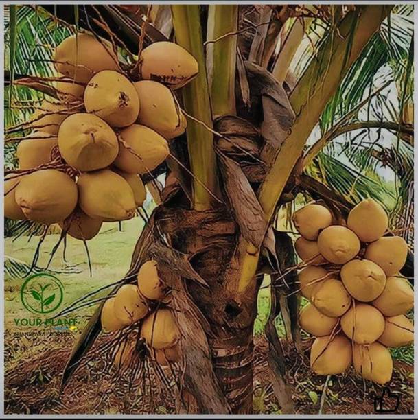 YourPlant Coconut Plant