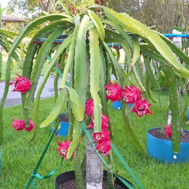 Dishita Go Green Dragon Tree