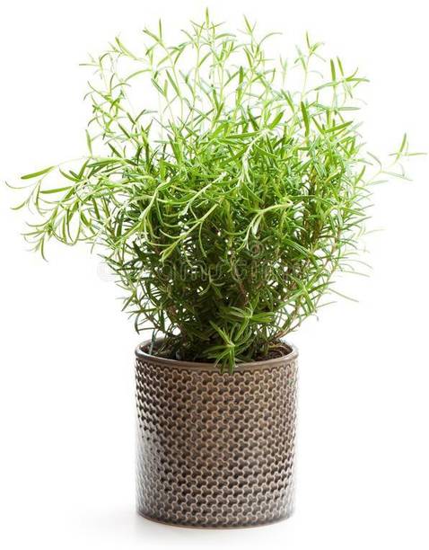 PLANTSGEEK Rosemary Plant