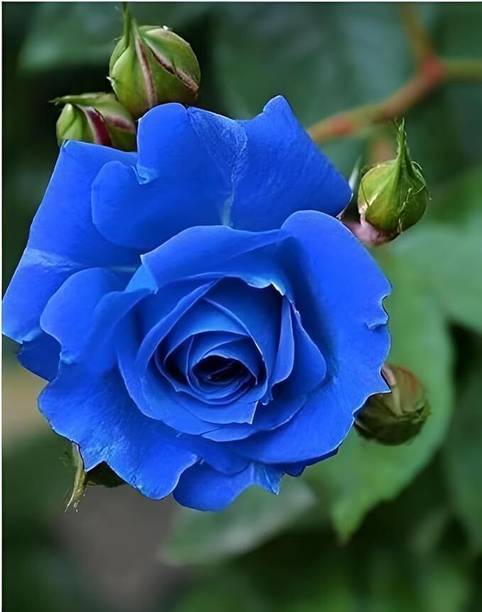 PetalPath Rose Plant