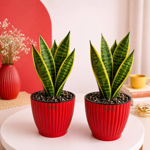 UPVAN Snake Plant, Snake Plant