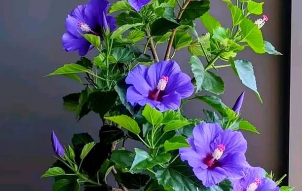 गिस्लेनस हिबिस्कस प्लांट पौधा