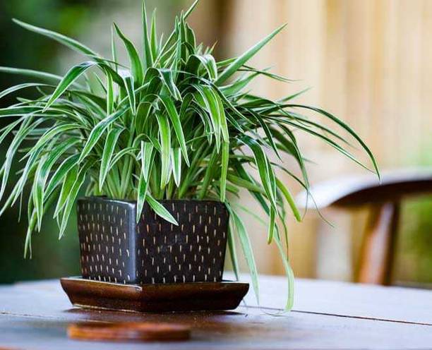 EDEN OF EARTH Spider Plant