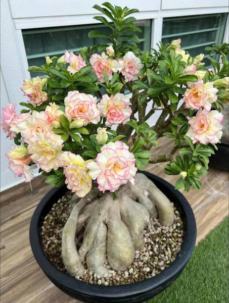 BloomShadow Adenium Plant