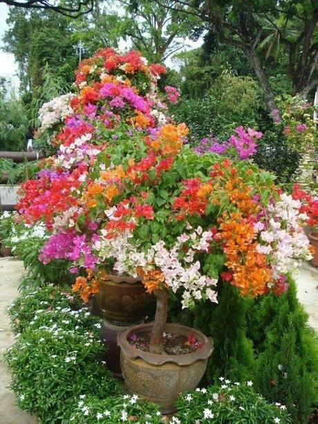 GISLENUS Bougainvillea Plant