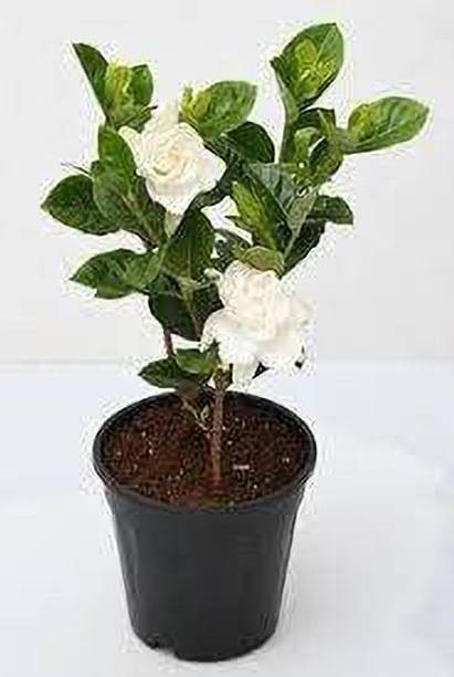 pxygreenplant Jasmine Plant