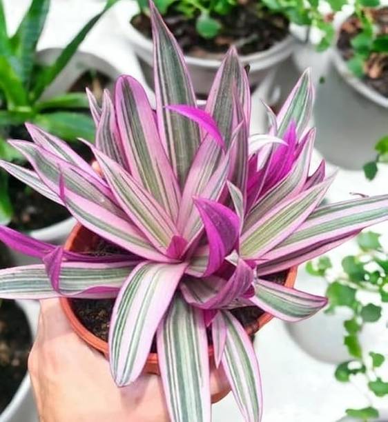 Rita Enterprises Chlorophytum Spider Plant