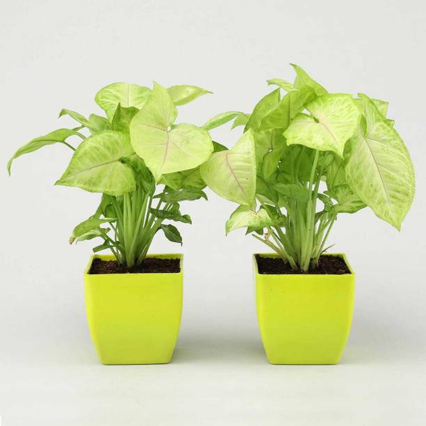 Town Kitchen Money Plant