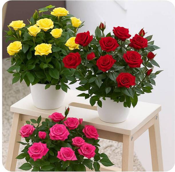 Cloud Farm Rose Plant