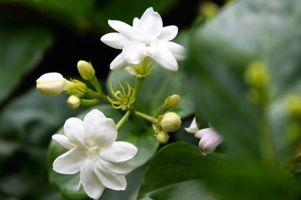 KS TRADERS Jasmine Plant