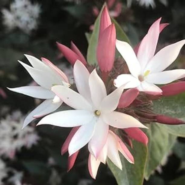 KPBHANDER Jasmine Plant