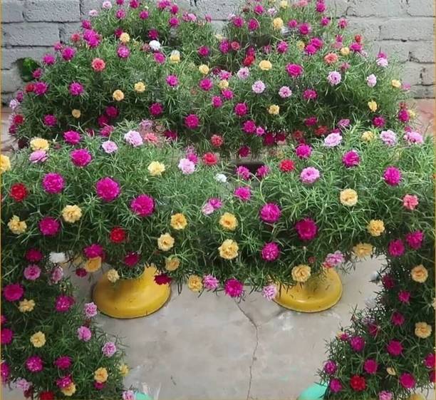 Cloud Farm Portulaca Plant