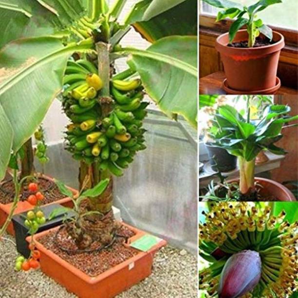 SAIQUALES Banana Plant