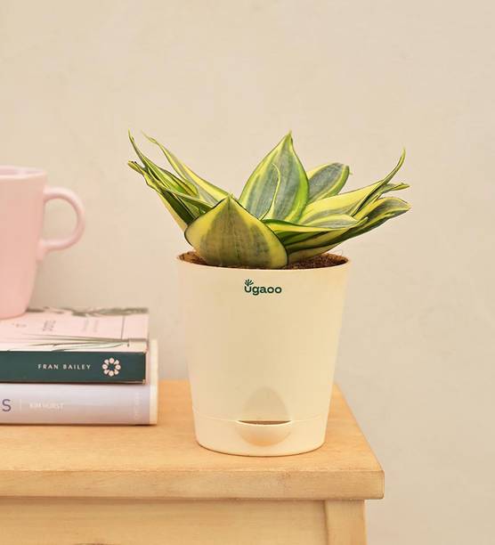 KrishnaNursery Snake Plant