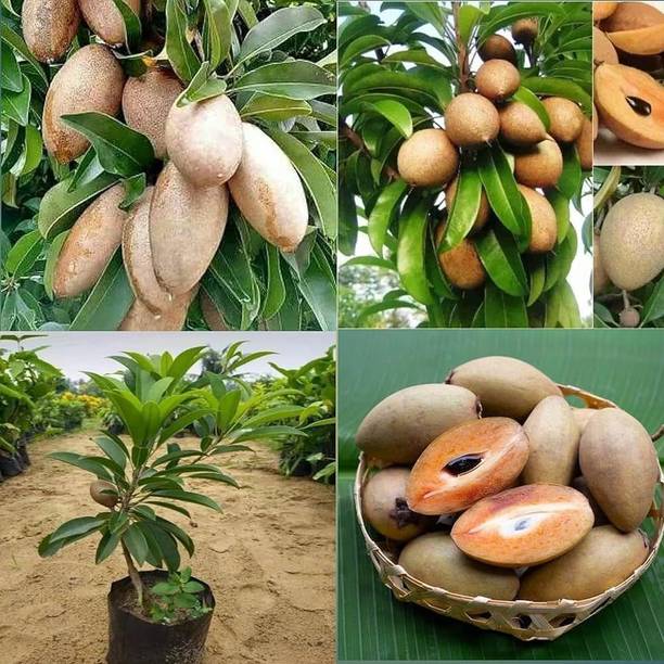 fuegoasiss Chiku Plant