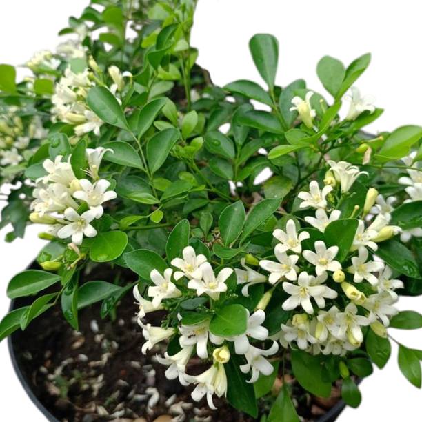 DEY CRAFT Madhu Kamini Plant