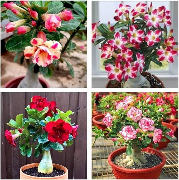 AMBRUZZ Adenium Plant