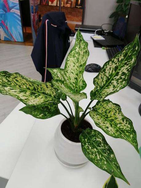 Cloud Farm Philodendron Plant