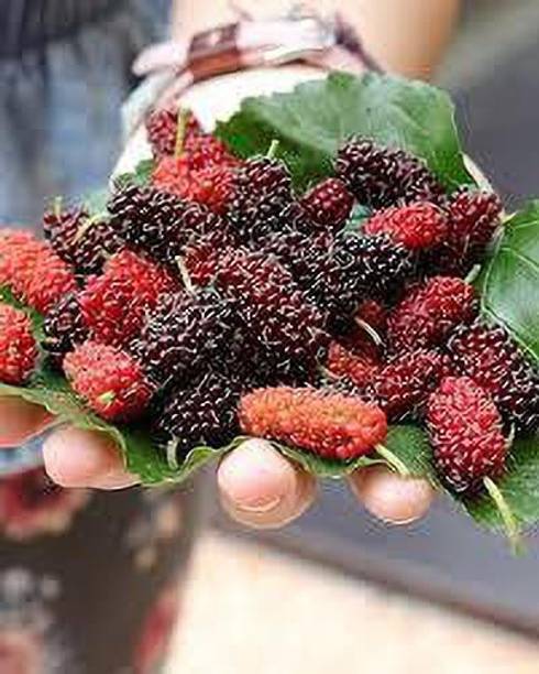 Greenery Nursery Berry Plant