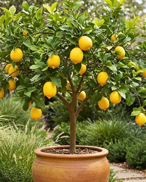 GIFTZHUB Lemon Plant