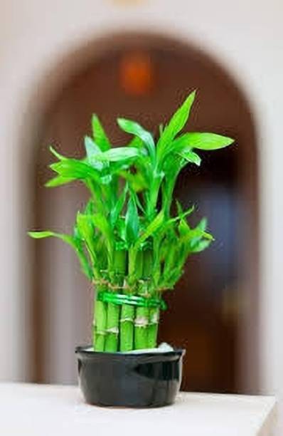 AGRAWBIC Two Layer Bamboo Plant