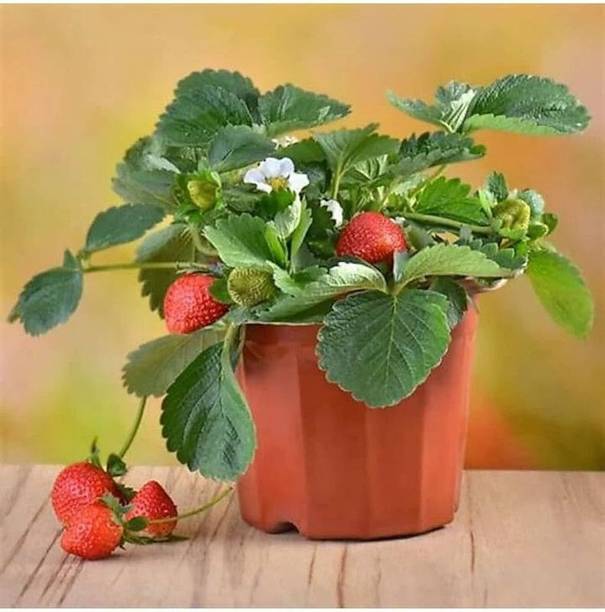 ENCIAXA Strawberry Plant