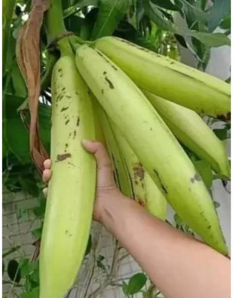 Cloud Farm Banana Plant