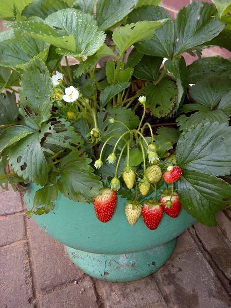 Cloud Farm Strawberry Plant