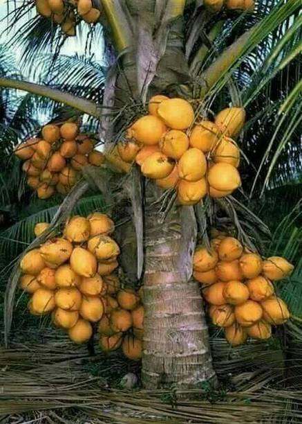 Rozaliya Coconut Plant