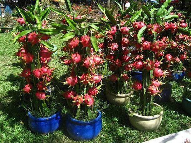 Barnaby Dragon Tree