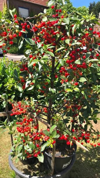 स्वीटचेरी चेरी फ्रूट प्लांट पौधा