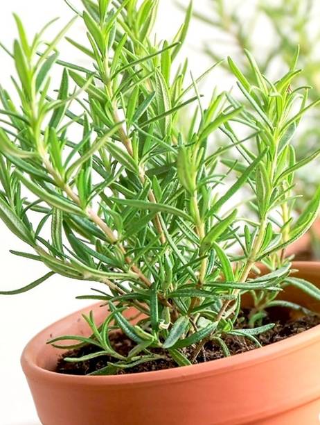 ABC Rosemary Plant