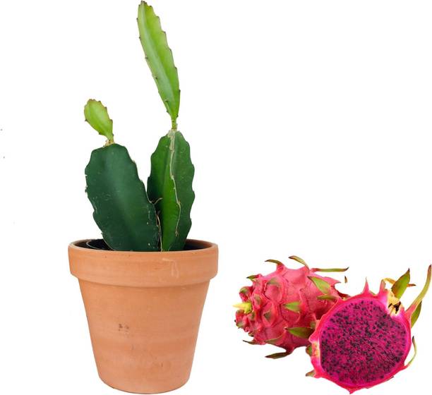 Rozaliya Dragon Tree