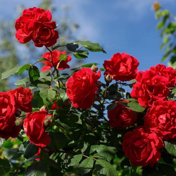 RupRish Rose Plant