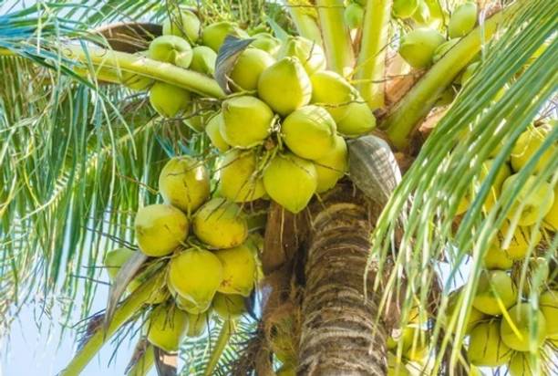 GLOBQRO Coconut Plant