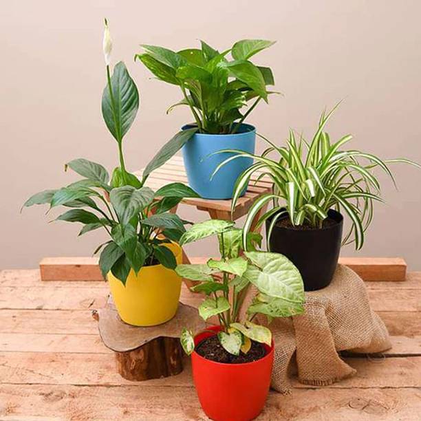 bookourplant Spider Plant