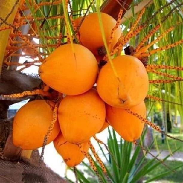 KrishnaNursery Coconut Plant