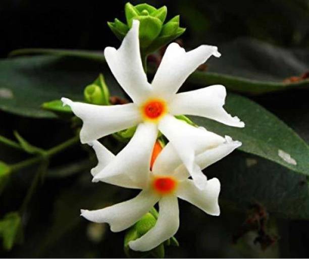 ENCIAXA Parijat/Harsingar Plant