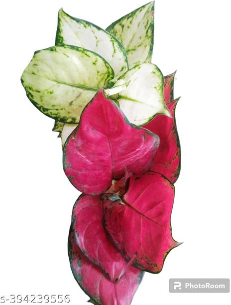 SUMAN Aglaonema Plant