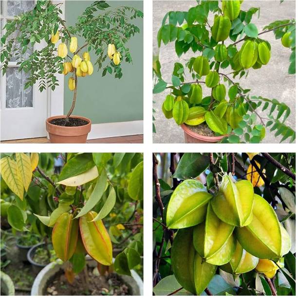 Cloud Farm Star Fruit Plant