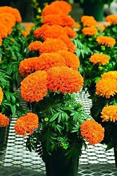SKDIYA Marigold Plant