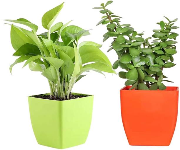 plants'N'petals Money Plant, Jade Plant