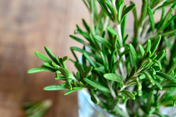 FloraFusion Rosemary Plant