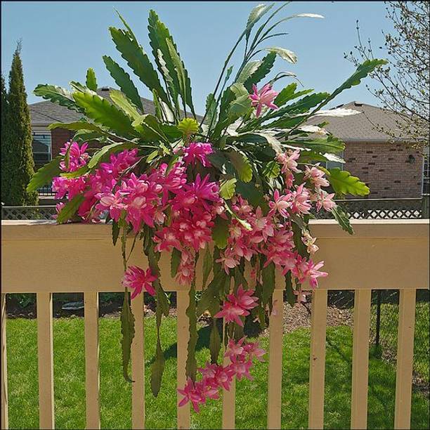 ToGon Brahma Kamal Plant