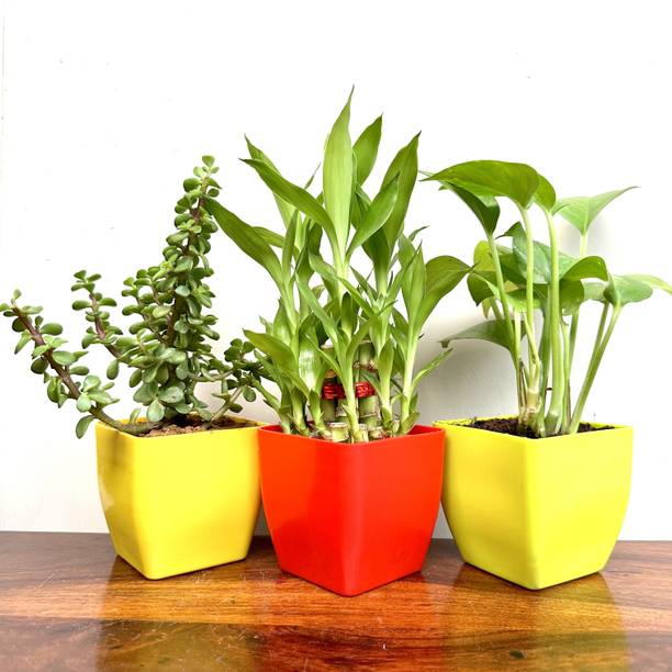 Gabbro Two Layer Bamboo Plant, Jade Plant, Money Plant