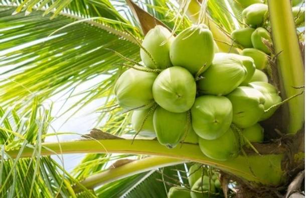 ALOCHUZ Coconut Plant