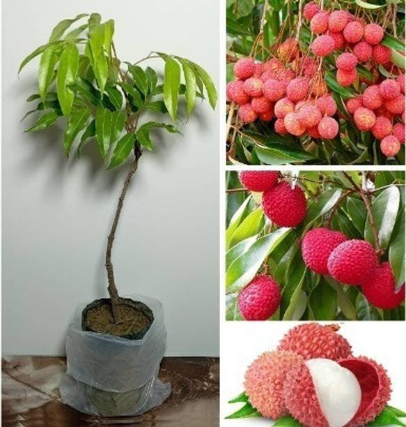 Cloud Farm Litchi Plant