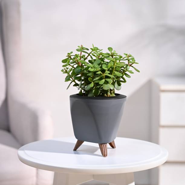 UGAOO Jade Plant